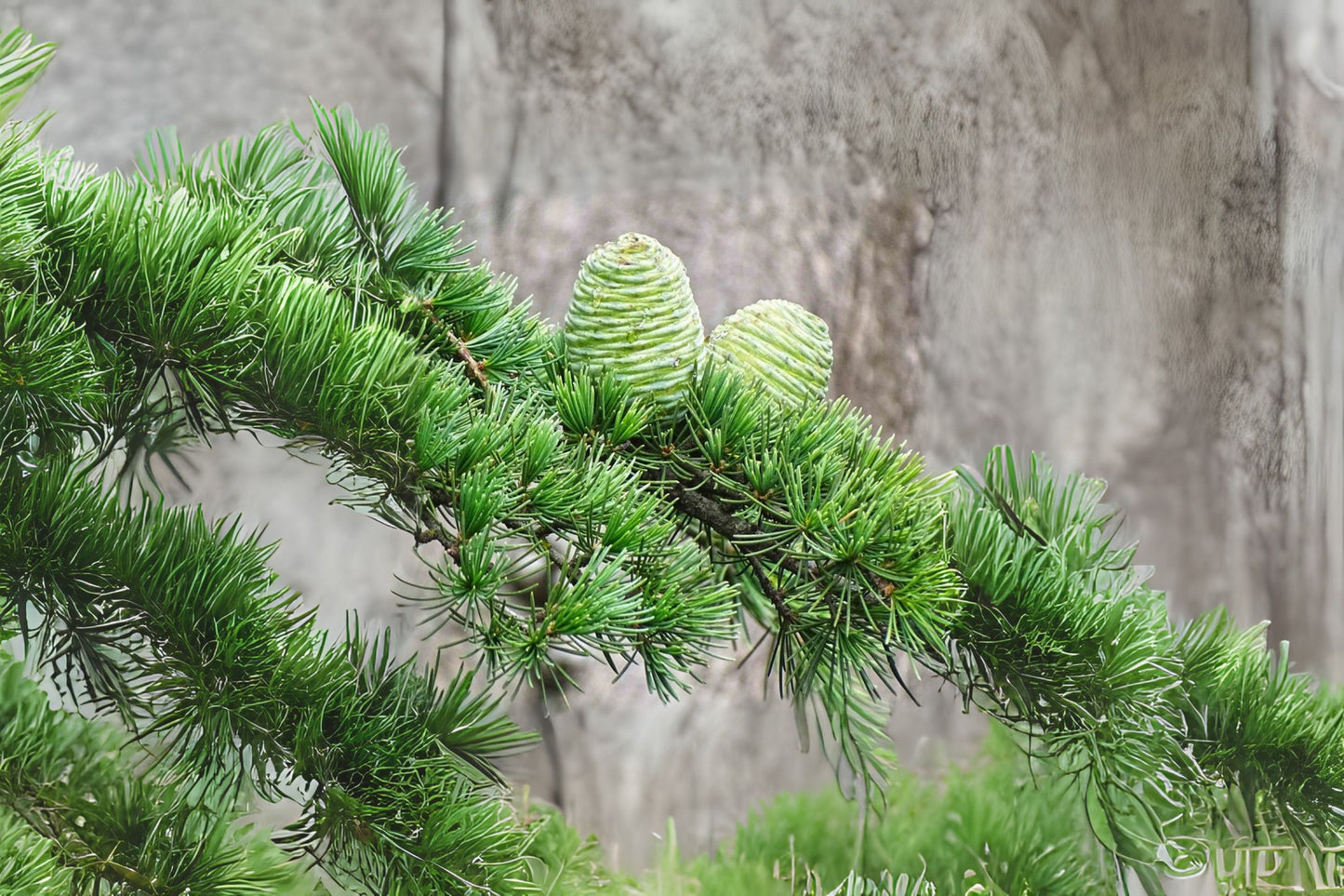 Deodar Deodar Cedar Himalayan Cedar (Cedrus deodara)