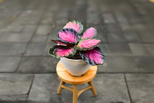 Calathea Roseopicta Plant | 6 Inch Pot | Rose Painted Prayer Plant | Calathea Roseopicta | Unique Leaf Patterns
