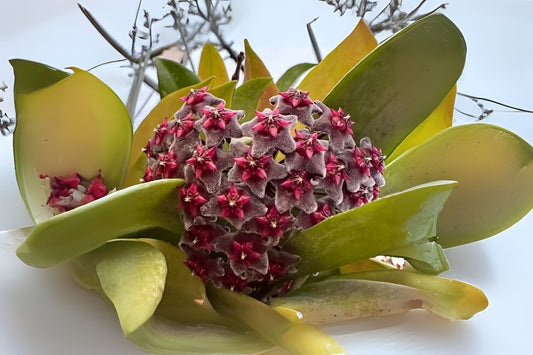 Hoya Pubicalyx Splash Plant 6in Pot - Purple Flowering Wax Plant - Indoor Hanging Basket - Tropical Houseplant