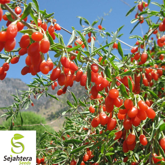 50+ Goji Berry Seeds - Lycium Chinense, Heirloom, Non-GMO, Superfood & Hardy