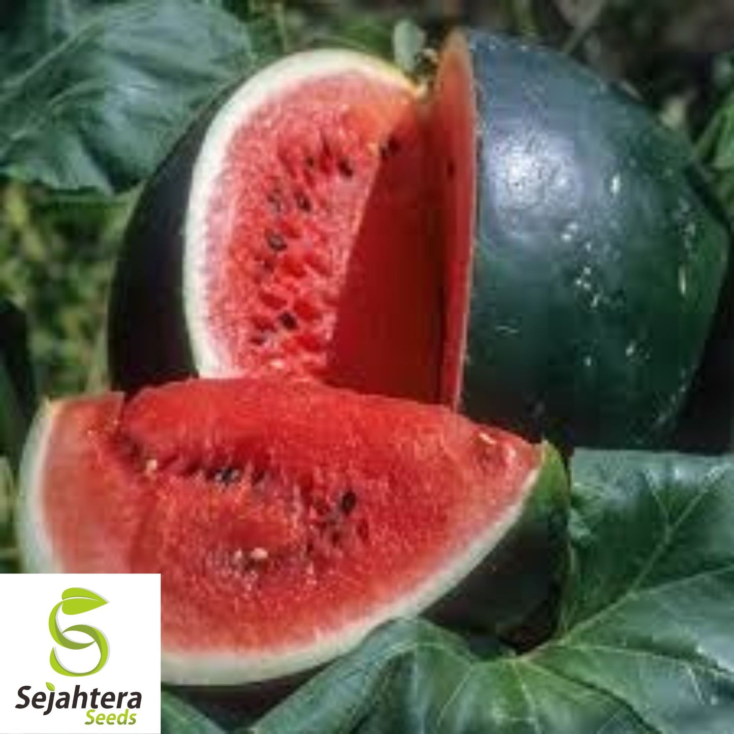 Sugar Baby Watermelon Seeds - 10+ Heirloom - Super Sweet, Non-GMO & Fresh