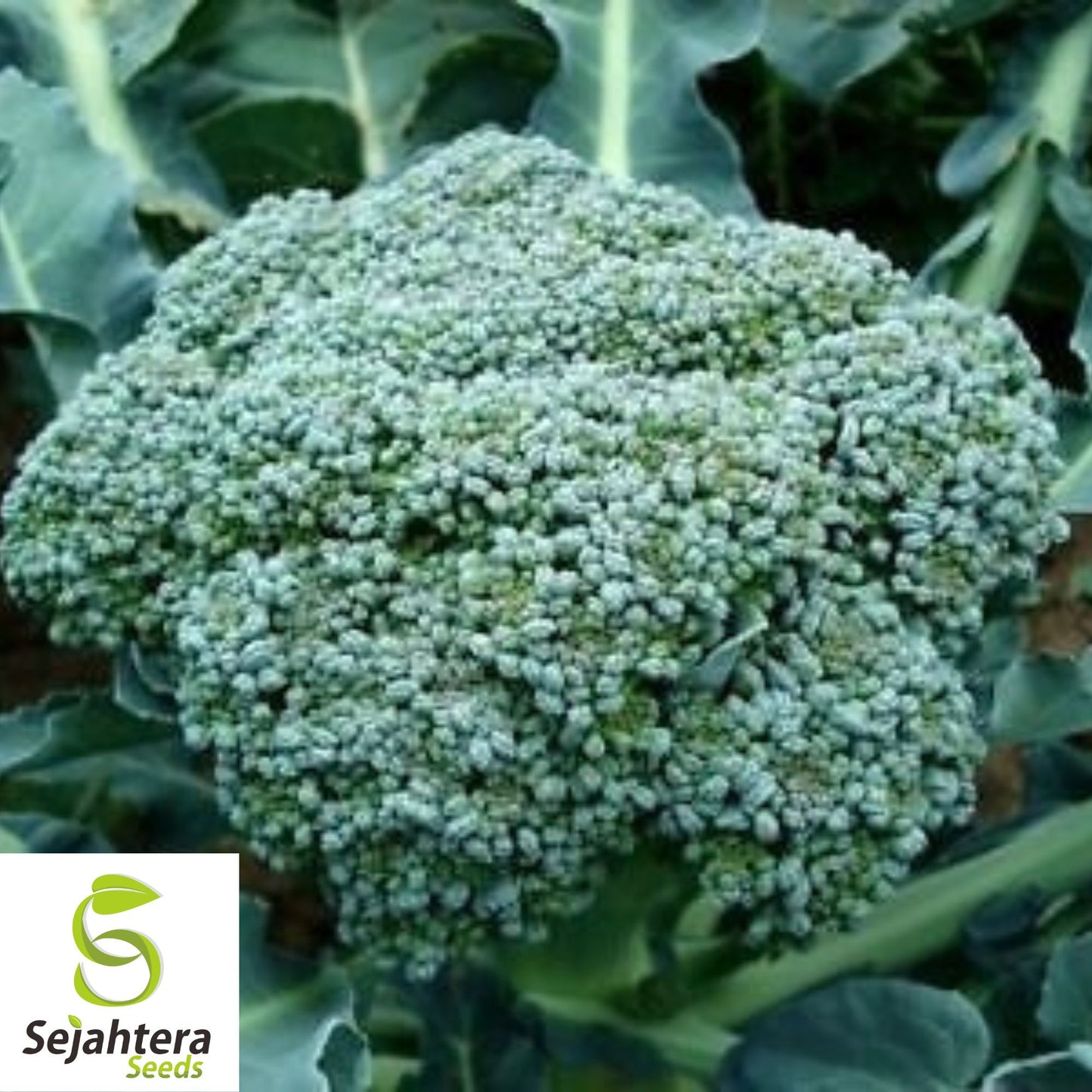 Waltham Broccoli Seeds {Heirloom Non-GMO} 500+ Seeds | Microgreens or Planting