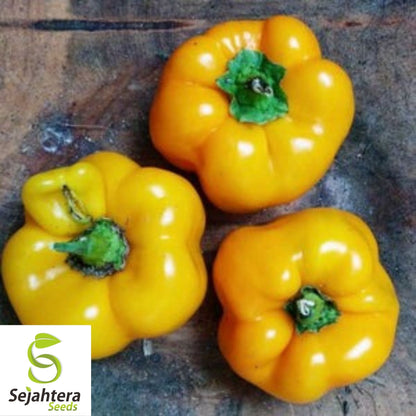 Golden Cal Wonder Bell Pepper Seeds 50+ | Yellow Sweet Vegetable Garden USA