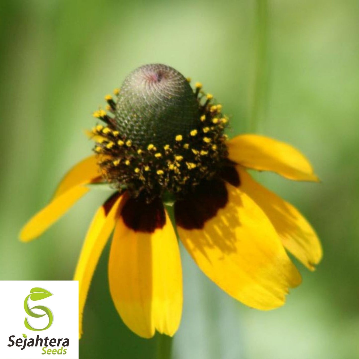 Yellow Prairie Coneflower Seeds 300+ | Ratibida Wildflower USA