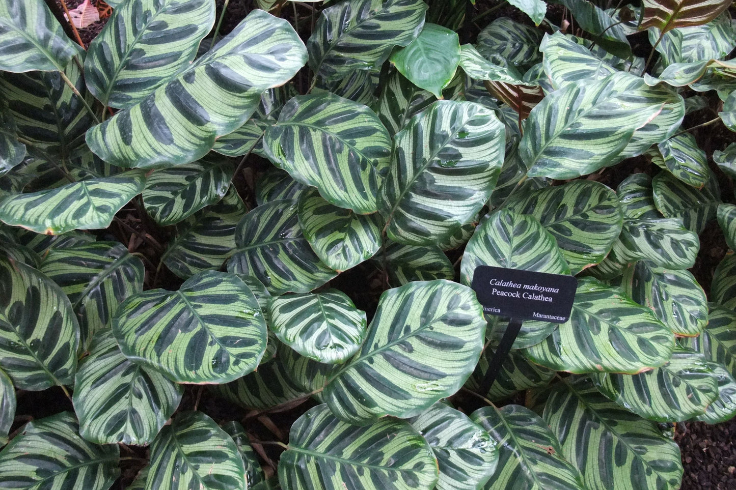 Calathea Makoyana Potted Plant - 9 Inch Peacock Plant - Tropical Houseplant - Calathea Genus - Indoor Decor