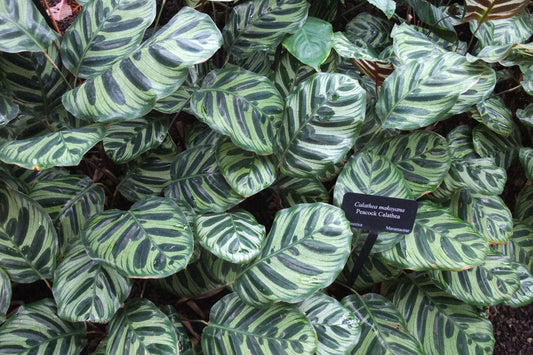 Calathea Makoyana Potted Plant - 9 Inch Peacock Plant - Tropical Houseplant - Calathea Genus - Indoor Decor