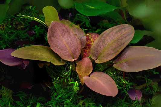 Lagenandra meeboldii Bleeding Heart Aquatic Plant 3.5 oz Cup - Freshwater Aquarium Plant