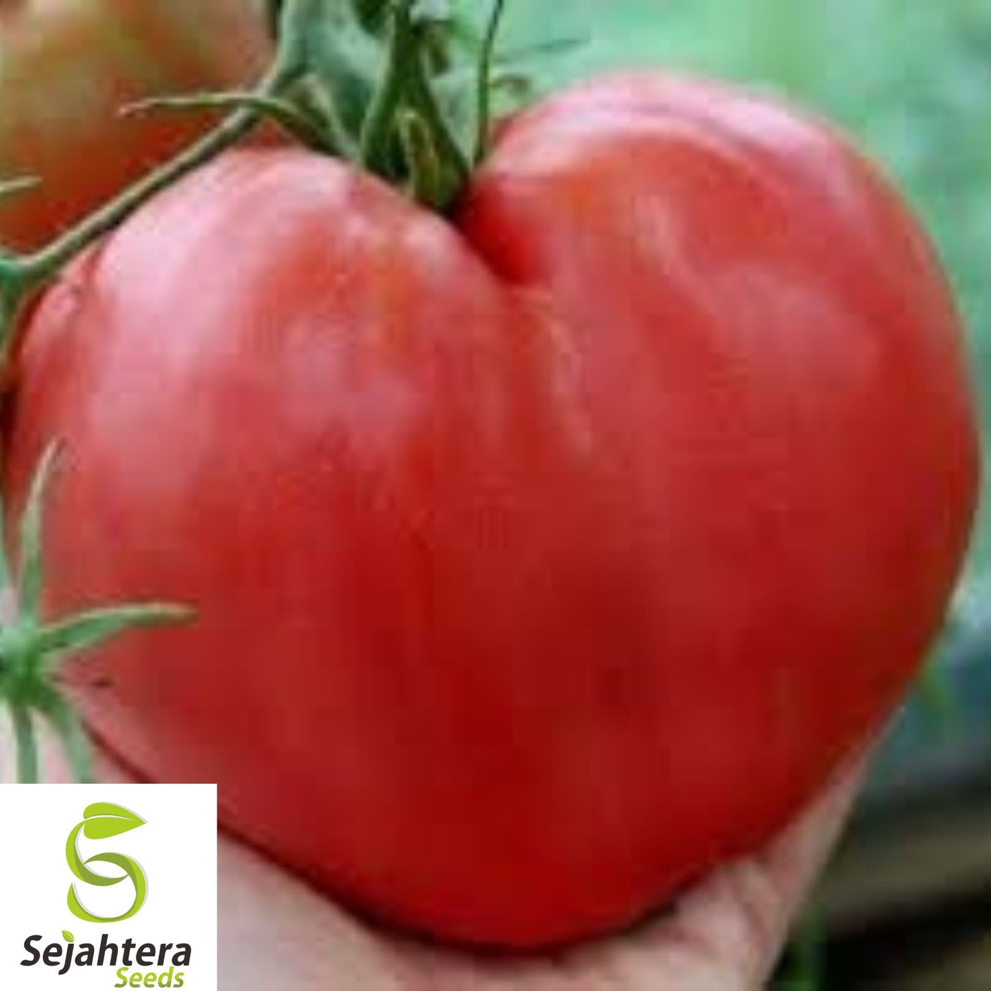 10+ Anna Russian Tomato Seeds - Heirloom, Organic, Non-GMO, Rare & Sweet Flavor