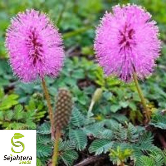 50 Mimosa Sensitive Plant Seeds - Mimosa Pudica, Touch-Me-Not, Non-GMO USA