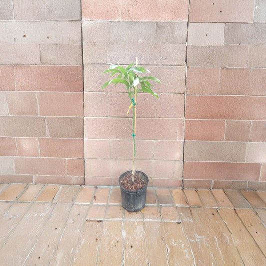 Glenn Mango Tree – Mangifera indica Grafted Live Tree | 3–4 Feet Tall | 3-Gal Size  Sweet Silky Flavor | Compact & Disease Resistant | Home Garden Favorite