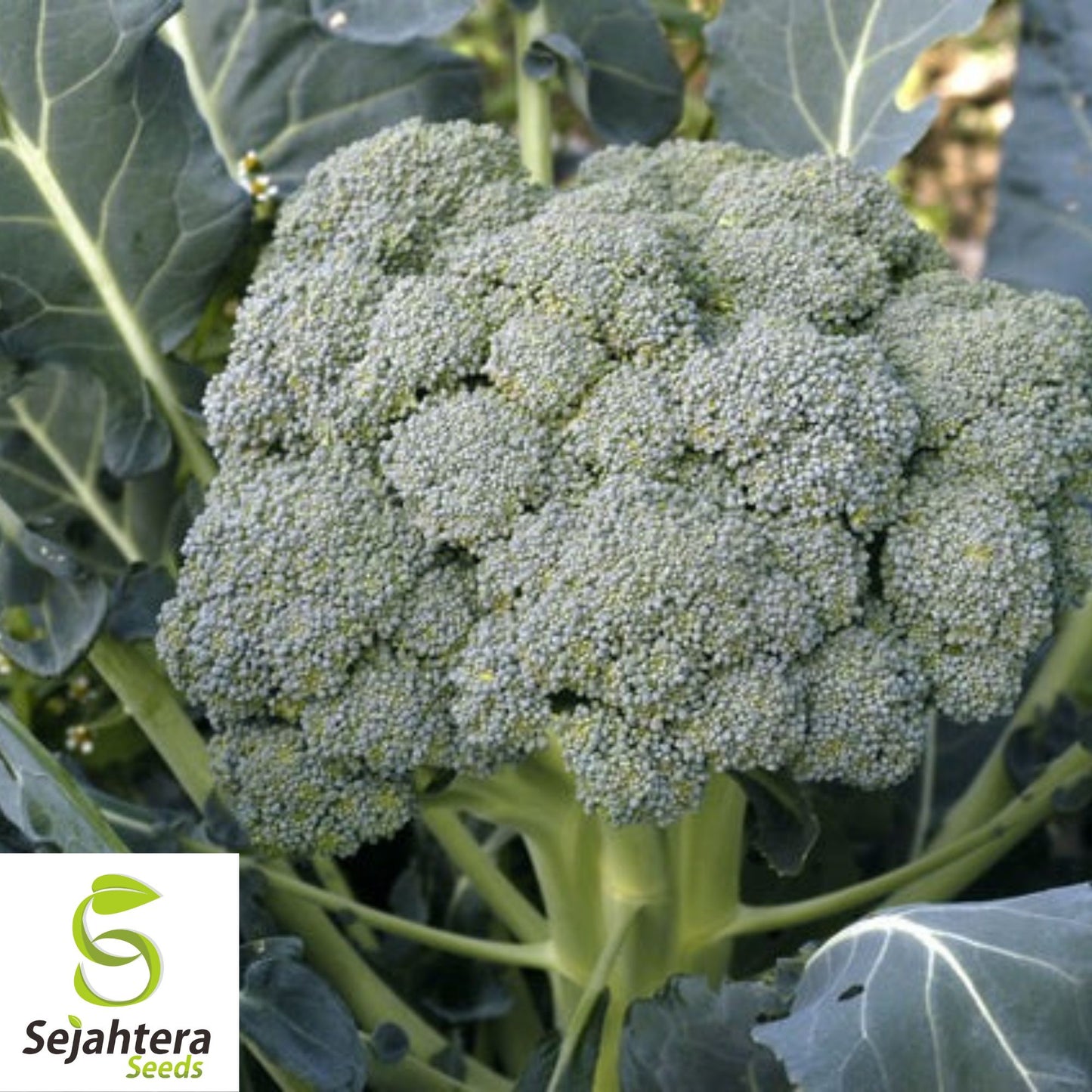 Waltham Broccoli Seeds {Heirloom Non-GMO} 500+ Seeds | Microgreens or Planting