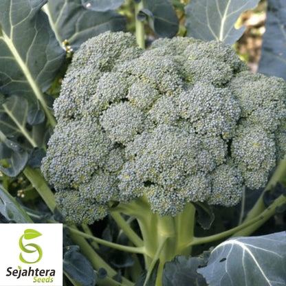 Waltham Broccoli Seeds {Heirloom Non-GMO} 500+ Seeds | Microgreens or Planting