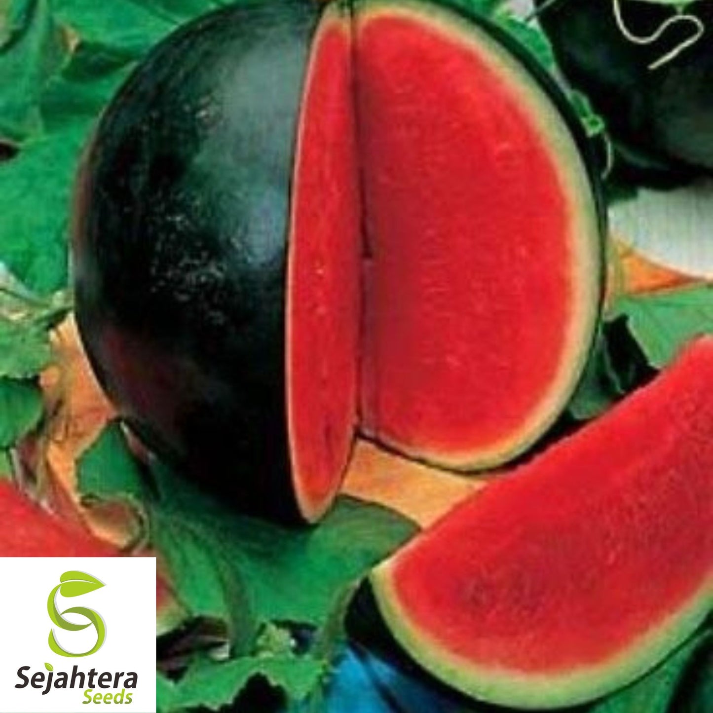 Sugar Baby Watermelon Seeds - 10+ Heirloom - Super Sweet, Non-GMO & Fresh