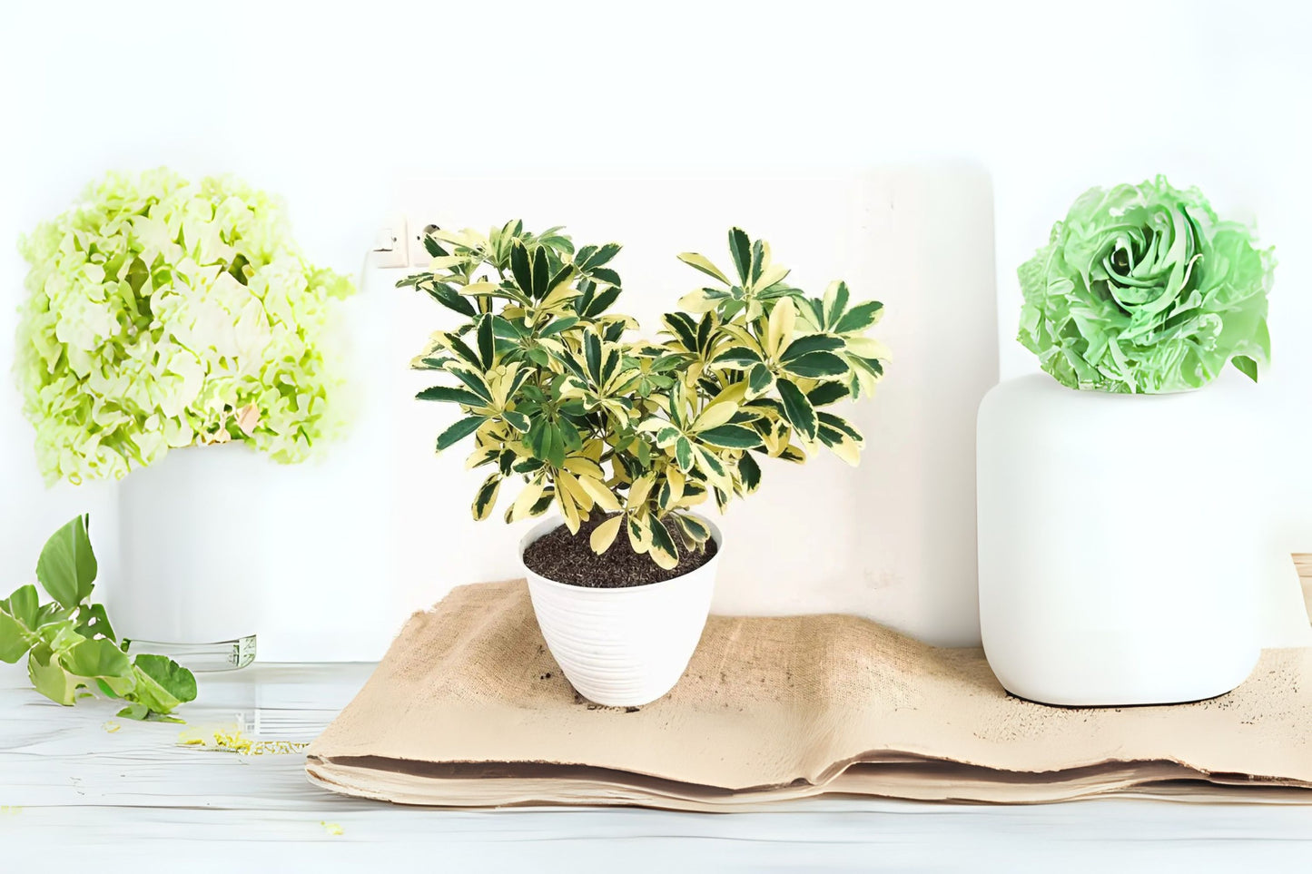 Variegated Dwarf Schefflera Plant in 6in Pot - Easy Care Indoor Houseplant - Schefflera arboricola