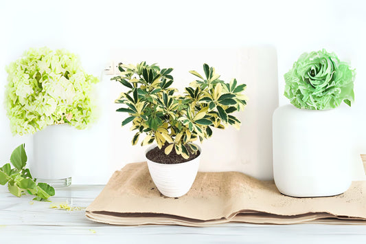 Variegated Dwarf Schefflera Plant in 6in Pot - Easy Care Indoor Houseplant - Schefflera arboricola