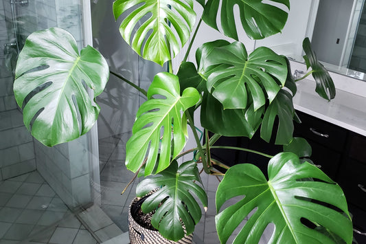 Monstera Deliciosa Plant in 3 Gallon Pot - Swiss Cheese Plant - Easy Care Houseplant - Tropical Greenery for Home Decor
