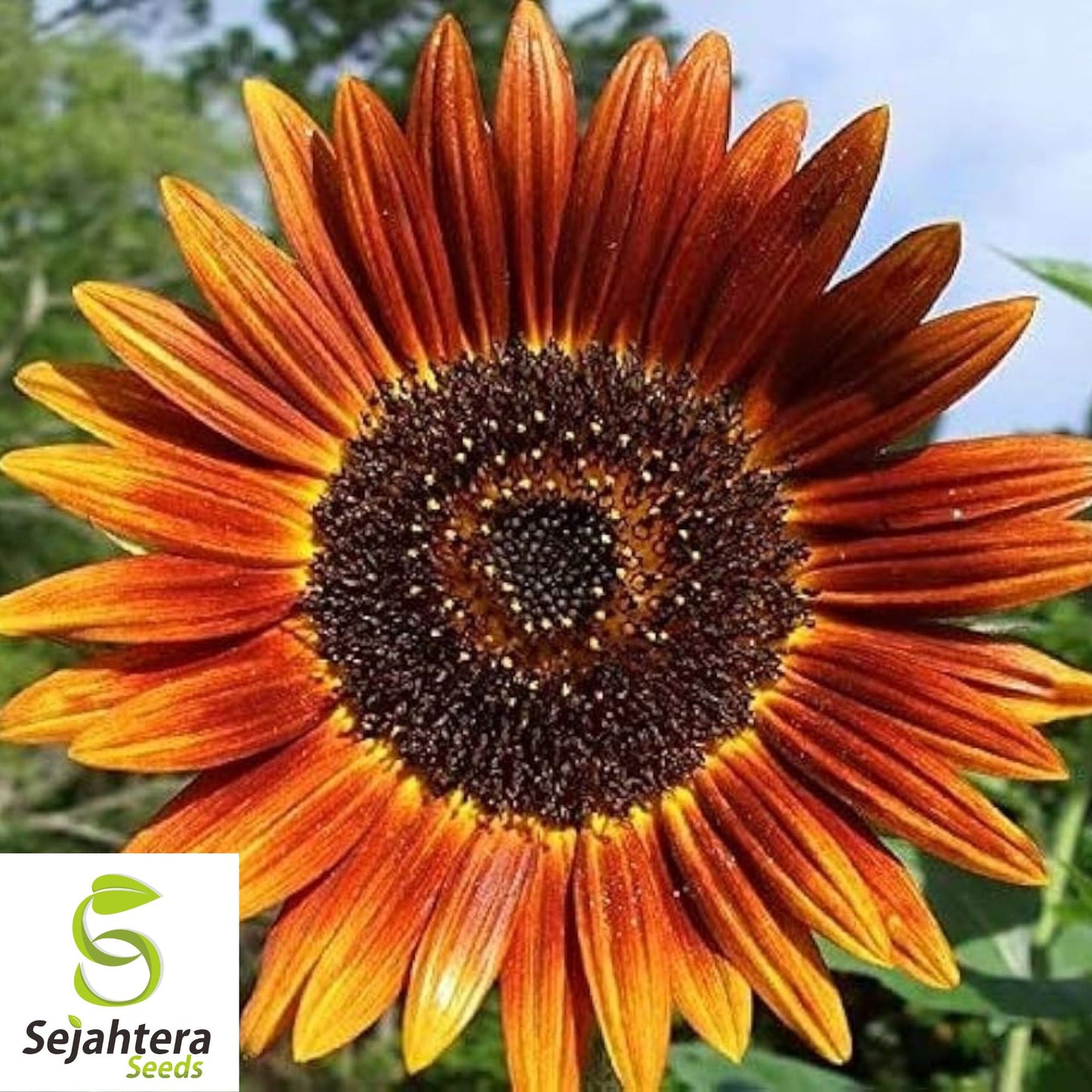 Autumn Beauty Sunflower Seeds - 25+ Non-GMO, Organic, Vibrant & Fresh