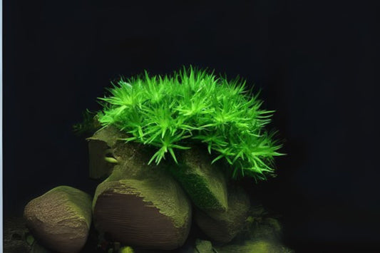 Heteranthera Zosterfolia Aquatic Plant Portion Cup 3.5 oz - Freshwater Aquarium Aquatic Plant