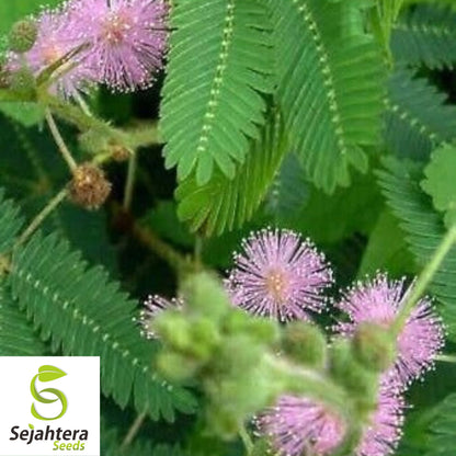 50 Mimosa Sensitive Plant Seeds - Mimosa Pudica, Touch-Me-Not, Non-GMO USA