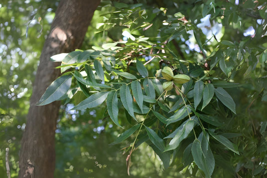 Pecan (Carya illinoinensis var. commercial varieties)