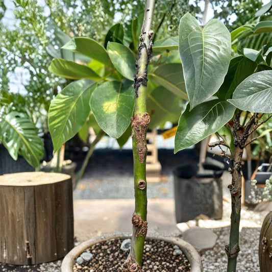 Grafted Reed Avocado Tree – Persea americana  Live Grafted Fruit Tree | 10 Inches – 2 Feet Tall Premium Avocado Variety • Healthy Live Plant