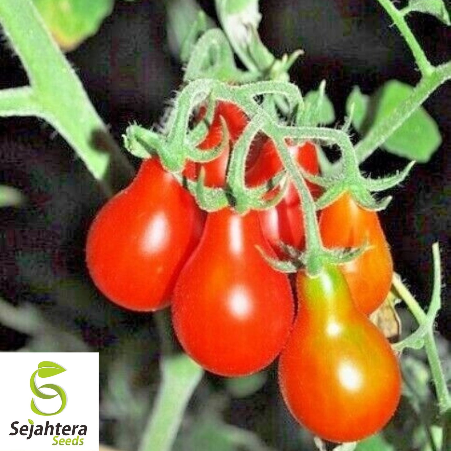 30 Red Pear Tomato Seeds - Non-GMO, Sweet & Vibrant Heirloom Variety