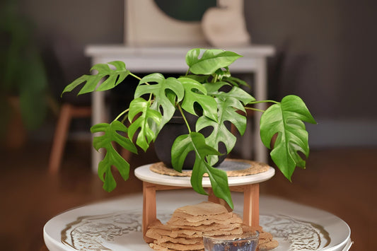 Mini Monstera Plant in 7-inch Pot, Rhaphidophora Tetrasperma, Unique Foliage, Indoor Houseplant, Horticultural Gem
