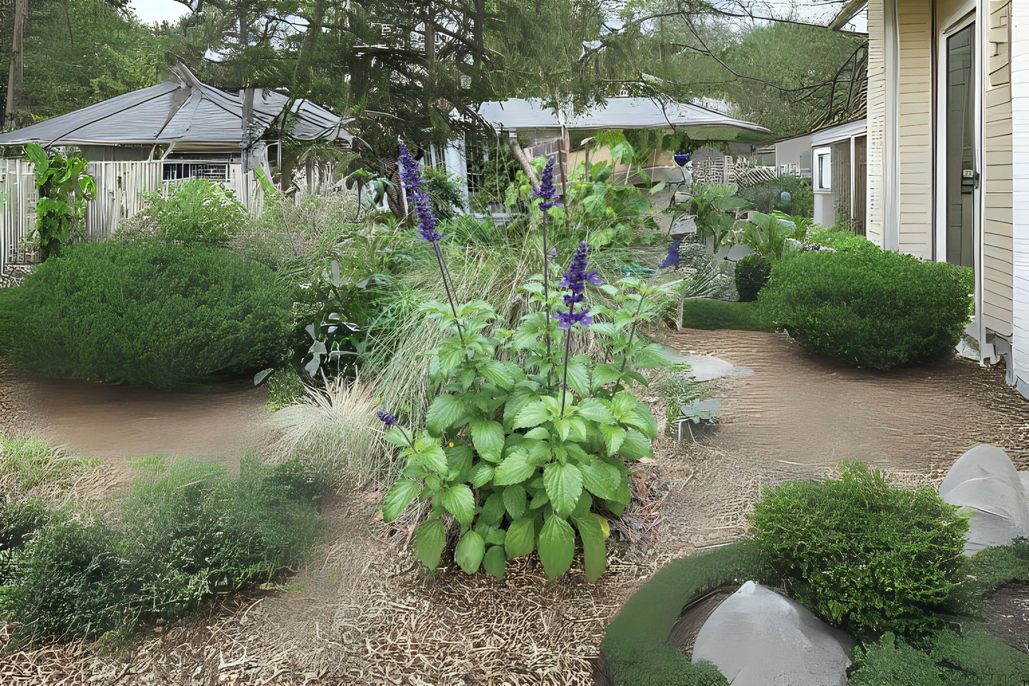 Blue Sage Plant 1 Gallon Pot Salvia Farinacea Pollinator Magnet Heat-Tolerant Perennial for Garden Beds and Borders