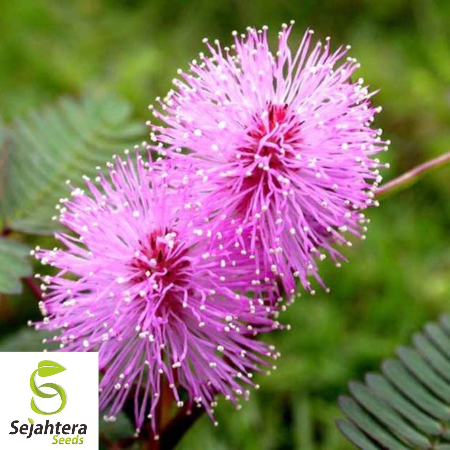 50 Mimosa Sensitive Plant Seeds - Mimosa Pudica, Touch-Me-Not, Non-GMO USA