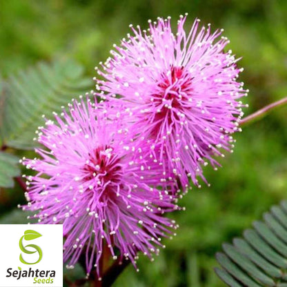 50 Mimosa Sensitive Plant Seeds - Mimosa Pudica, Touch-Me-Not, Non-GMO USA