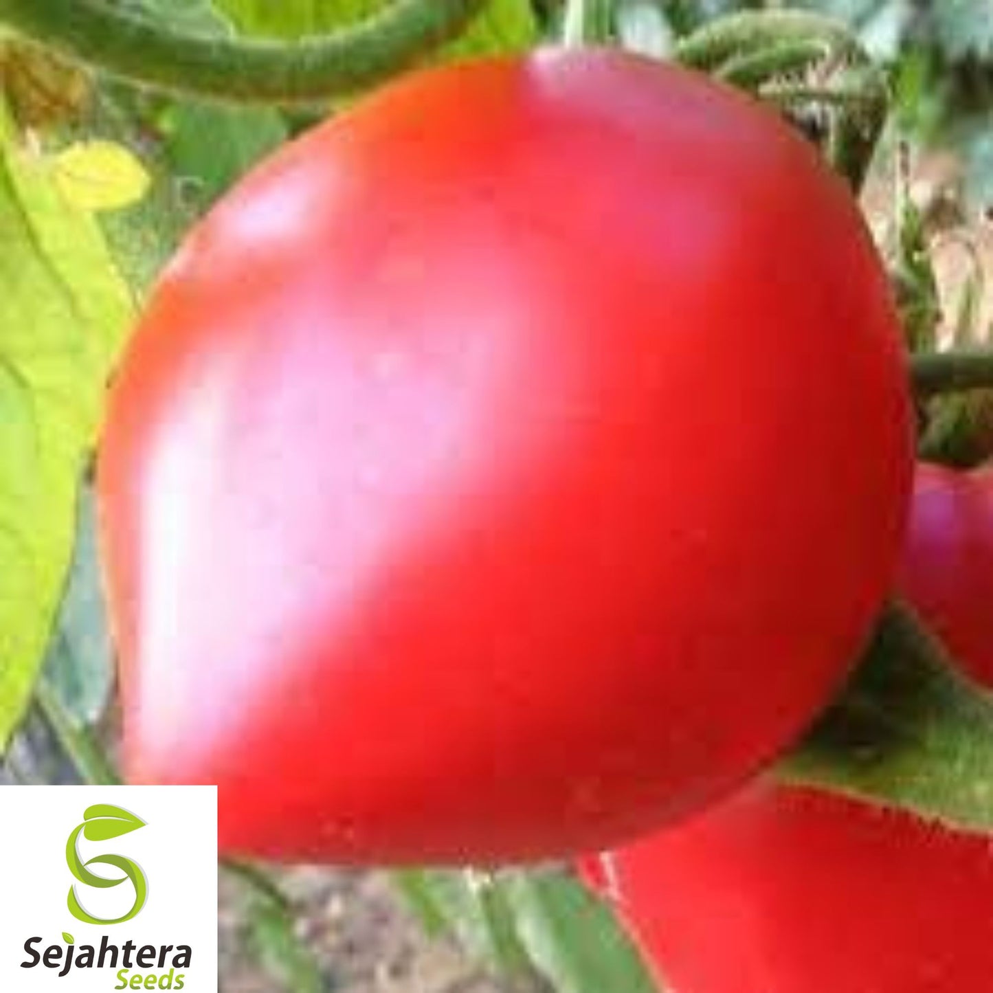 10+ Anna Russian Tomato Seeds - Heirloom, Organic, Non-GMO, Rare & Sweet Flavor