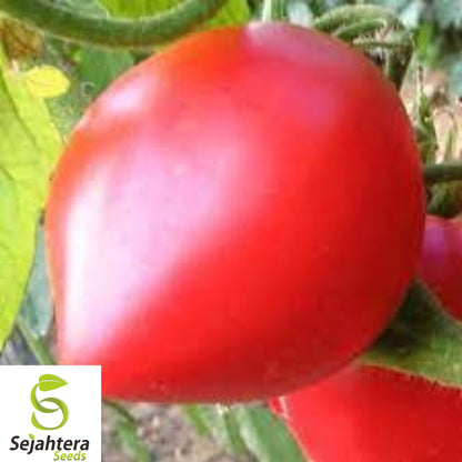10+ Anna Russian Tomato Seeds - Heirloom, Organic, Non-GMO, Rare & Sweet Flavor
