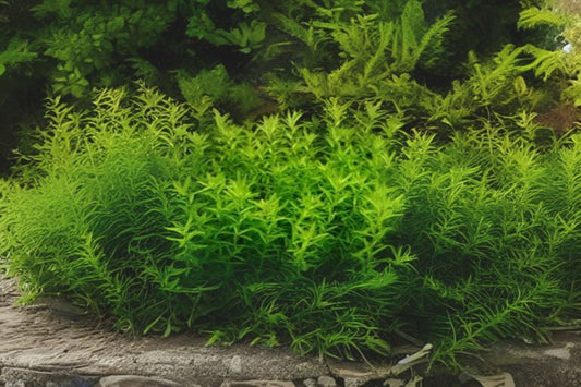 Hemianthus micrathemoides 3.5oz Portion Cup - Live Aquatic Plant for Aquariums - Freshwater Plant Care