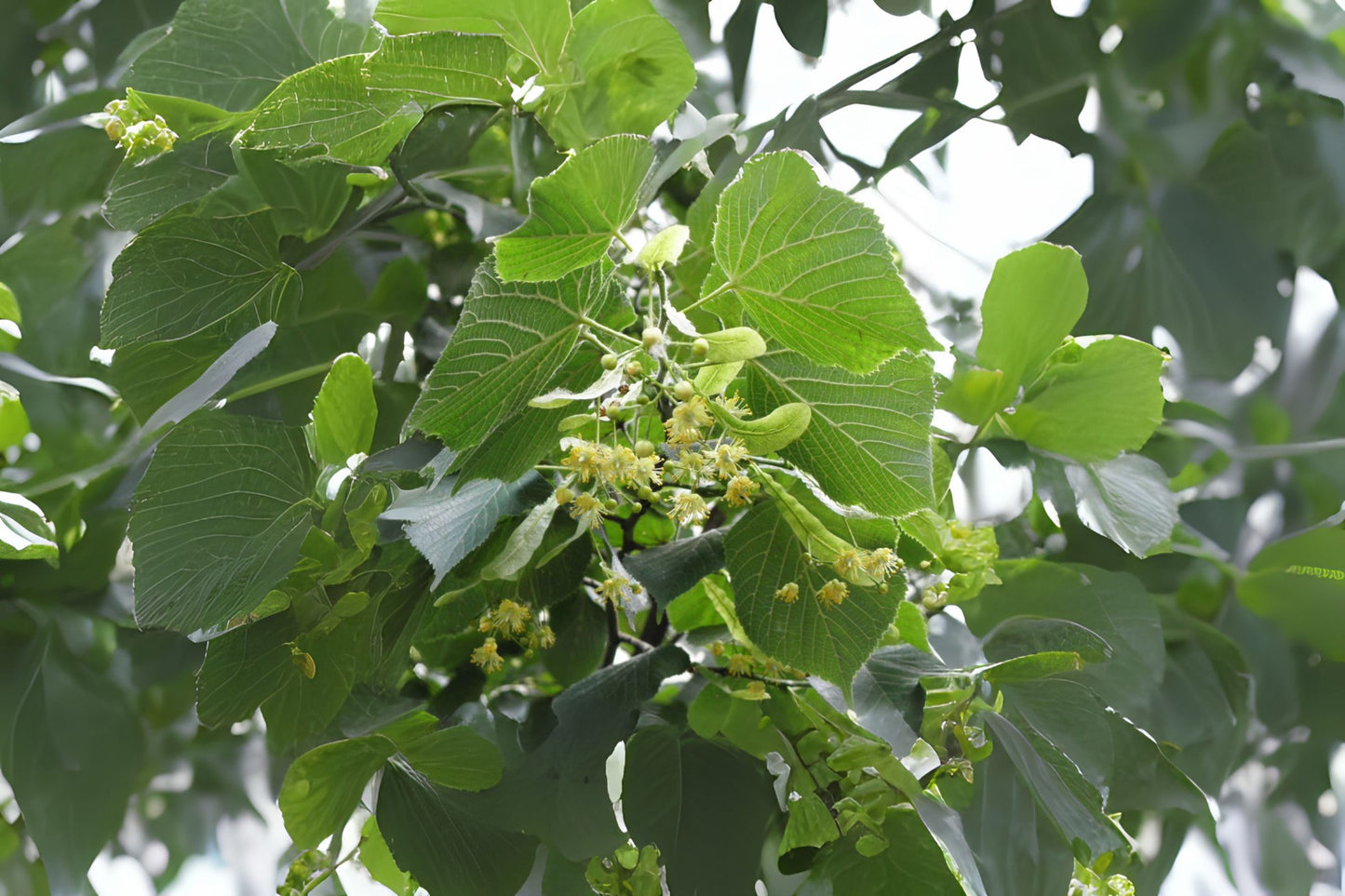 Big-leaf Linden Bigleaf Largeleaf Linden (Tilia platyphyllos)