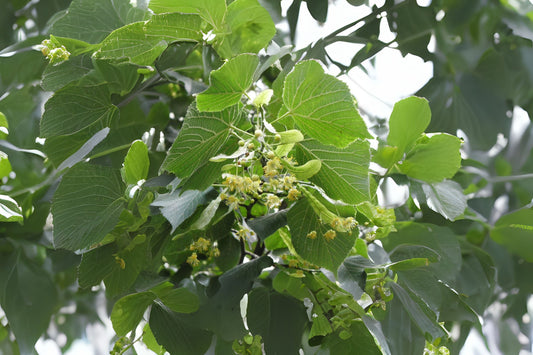 Big-leaf Linden Bigleaf Largeleaf Linden (Tilia platyphyllos)