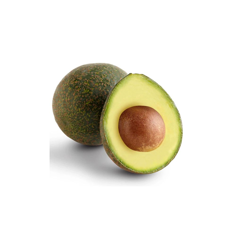 Grafted Reed Avocado Tree – Persea americana  Live Grafted Fruit Tree | 10 Inches – 2 Feet Tall Premium Avocado Variety • Healthy Live Plant