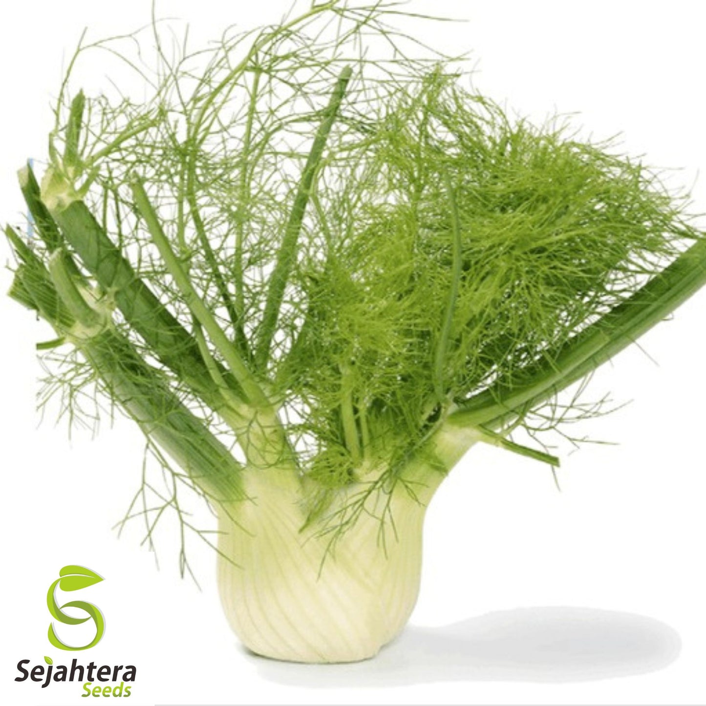 200+ Florence Fennel Seeds (Foeniculum vulgare) - Non-GMO, Aromatic & Versatile