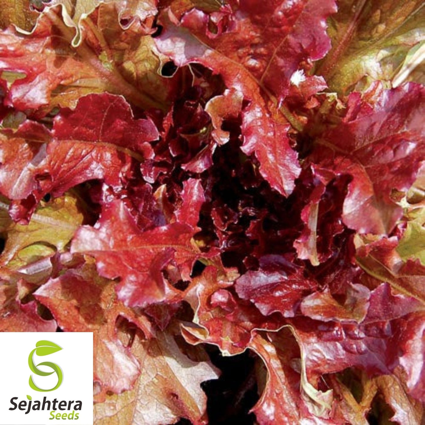 1000 Red Salad Bowl Lettuce Seeds - Non-GMO, Tender & Vibrant Greens