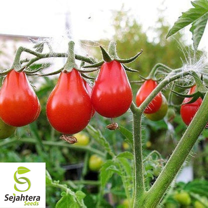 30 Red Pear Tomato Seeds - Non-GMO, Sweet & Vibrant Heirloom Variety