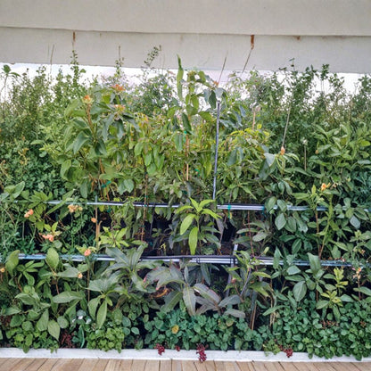 Pineapple Pleasure Mango Tree – Mangifera indica Grafted Organic Live Tree | 4 Feet Tall | SE Florida Grown  Rare Tropical Flavor | Large Juicy Fruit | Premium Collector Variety