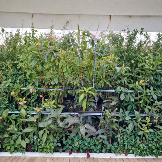 Pineapple Pleasure Mango Tree – Mangifera indica Grafted Organic Live Tree | 4 Feet Tall | SE Florida Grown  Rare Tropical Flavor | Large Juicy Fruit | Premium Collector Variety