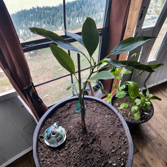 Catalina Avocado Tree – Persea americana ‘Catalina’ Grafted Live Tree | 1 Foot Tall | Includes 6" Pot  Mid-Season Variety | Pear-Shaped Fruit | Rich & Creamy