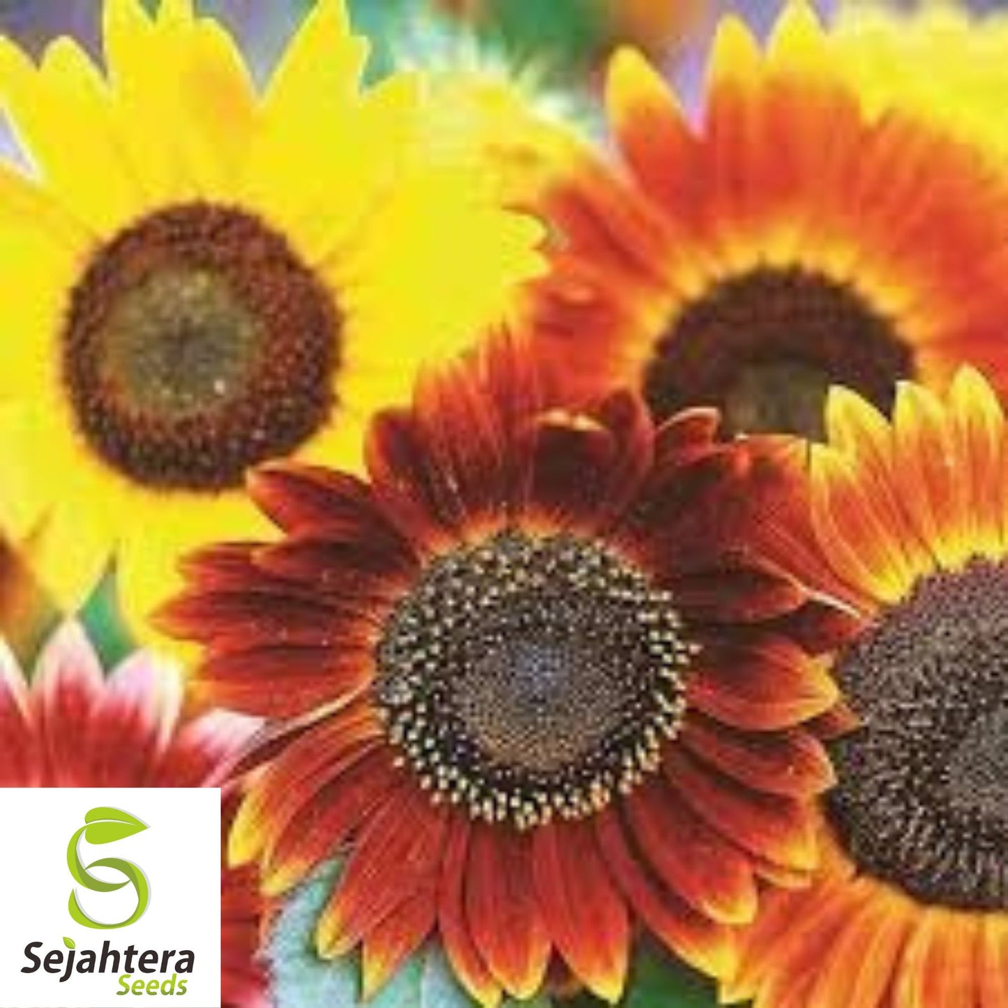 Autumn Beauty Sunflower Seeds - 25+ Non-GMO, Organic, Vibrant & Fresh