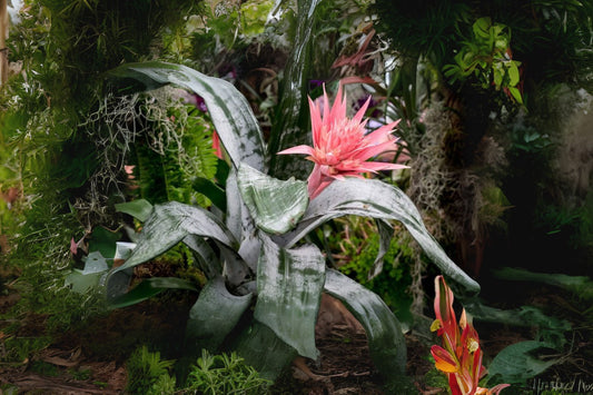 Aechmea fasciata Bromeliad - Pink Urn Plant in Bloom - Easy Care Indoor Air Plant - Tropical Silver Vase Plant