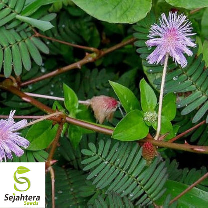 50 Mimosa Sensitive Plant Seeds - Mimosa Pudica, Touch-Me-Not, Non-GMO USA