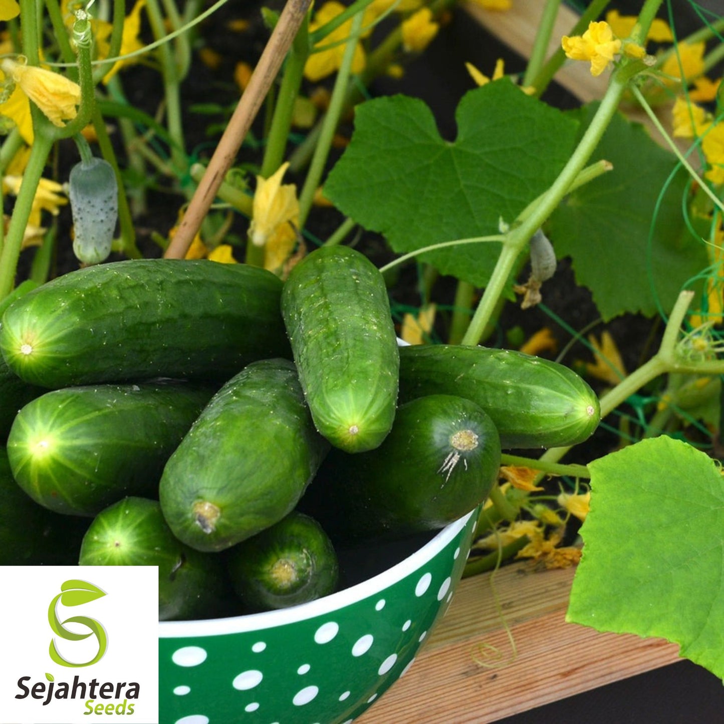 Marketmore 76 Cucumber Seeds - 100+ Heirloom - Organic, Non-GMO & High Yield