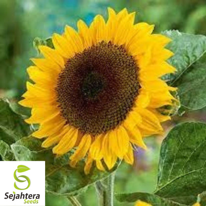 Black Oil Sunflower Seeds - 100+ Heirloom, Non-GMO, High Yield & Fresh