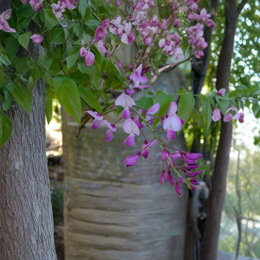 Wisteria ‘Shiro-Beni Silky’ – Fragrant Climbing Vine Live Plant | 2 Feet Tall | Includes 6” Nursery Pot  Highly Scented Blooms | Profuse Spring Flowering | Perfect for Trellis