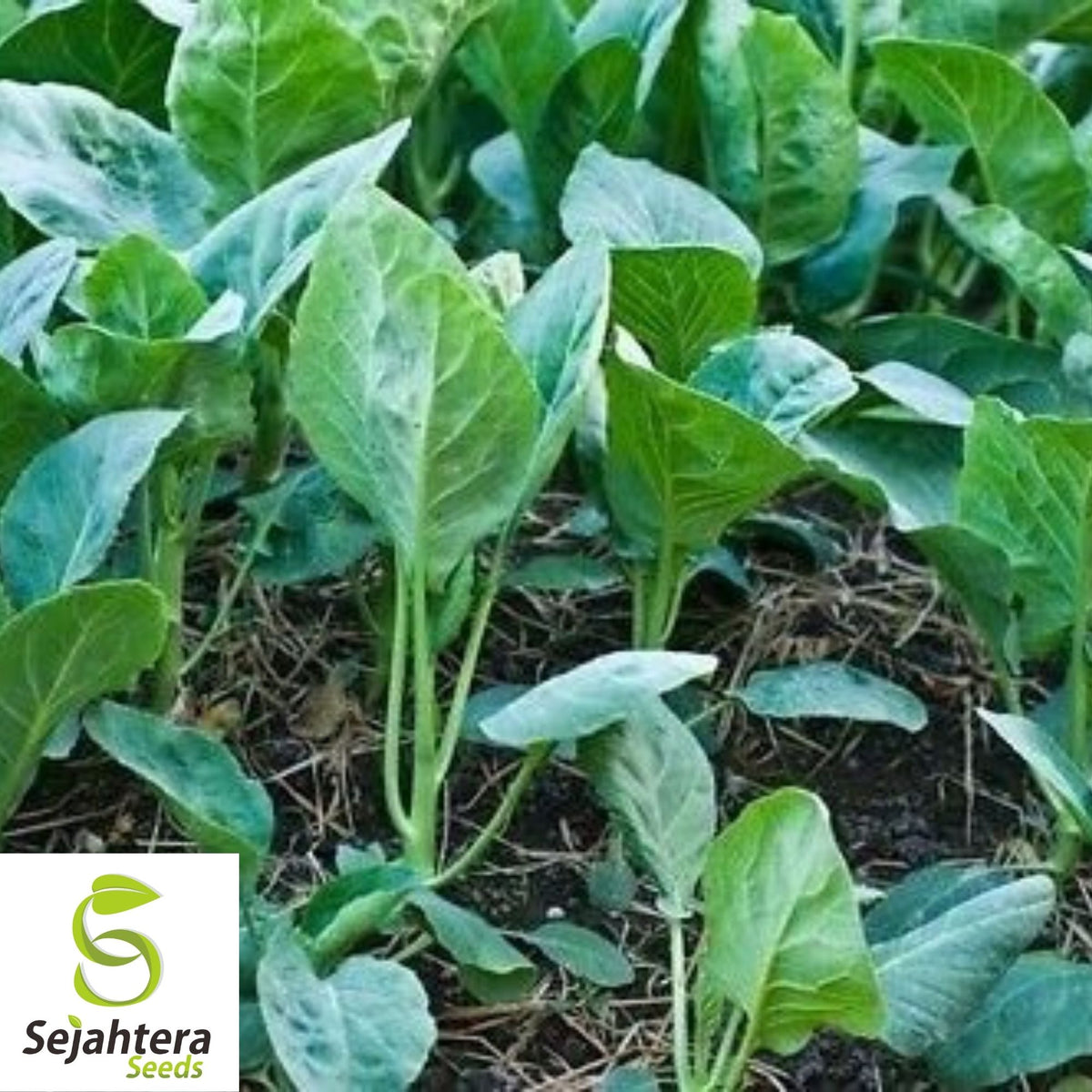 Kale Seeds 500+ | Premier Early Hanover Vegetable NON-GMO USA