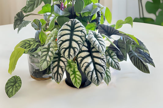 Alocasia Dragon Scale Plant - 6" Pot - Exotic Foliage - Alocasia micholitziana - Healthy Indoor Houseplant for Nursery Lovers